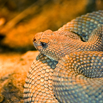 Aruba Island rattlesnake in exhibit