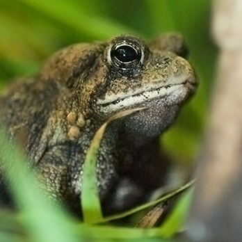 American toad in exhibit