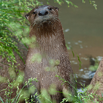 North American river otter in exhibit