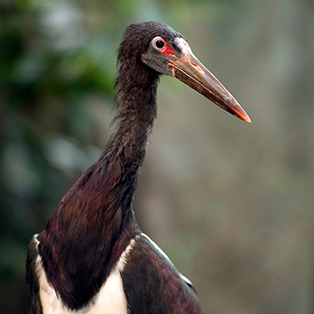 Abdim's stork in exhibit