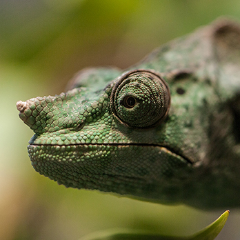 Meller's chameleon in exhibit