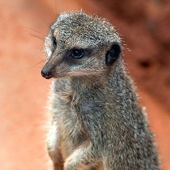 Meerkat in exhibit