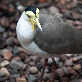 Masked lapwing in exhibit