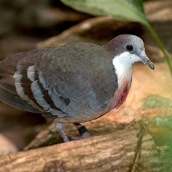 Luzon bleeding heart dove in exhibit