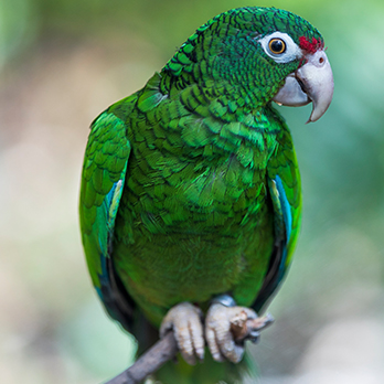 A Puerto Rican parrot in exhibit