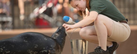 Animal Care staff working with seal