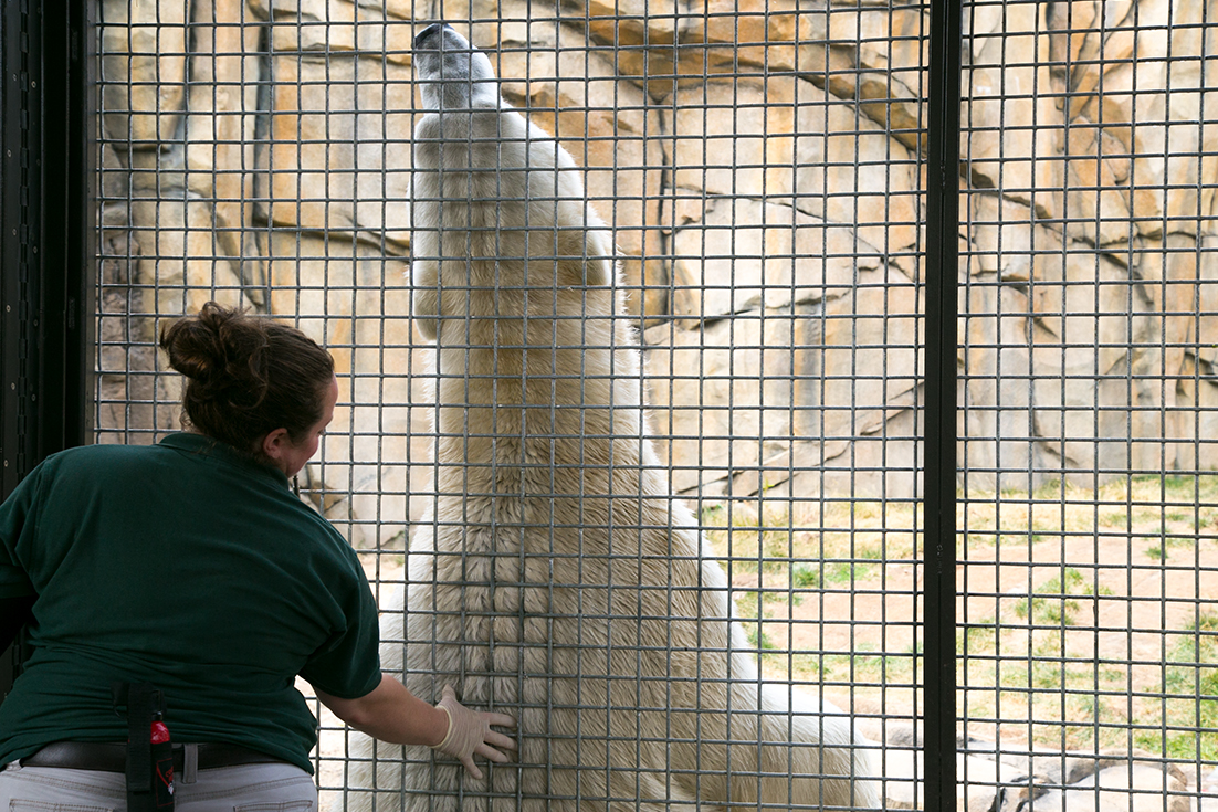 Animal Care staff scratching a polar bear's back through a fence