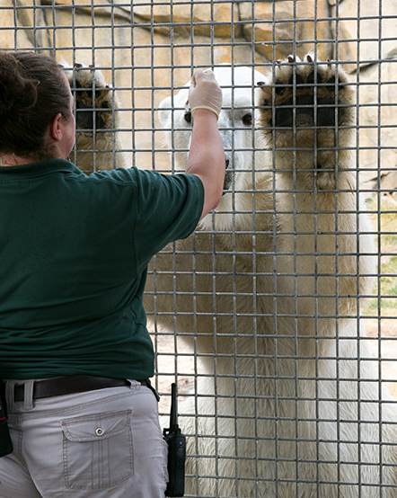 Animal Care staff feeding a polar bear through a fence