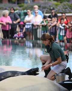 Animal Care staff working with seal