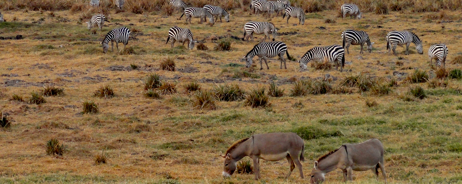 Zebras and donkeys grazing on the African savanna