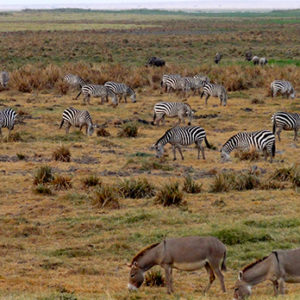 Zebras and donkeys grazing on the African savanna