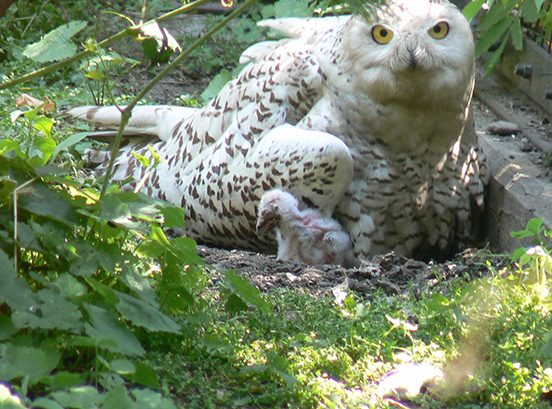Snowy owl standing over newborn chicks in exhibit