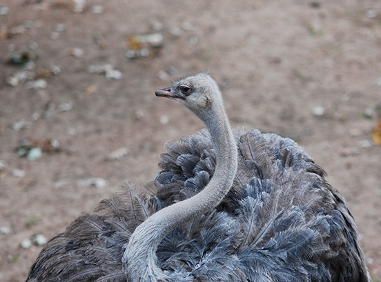 Ostrich in exhibit