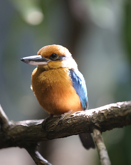 Guam kingfisher in exhibit