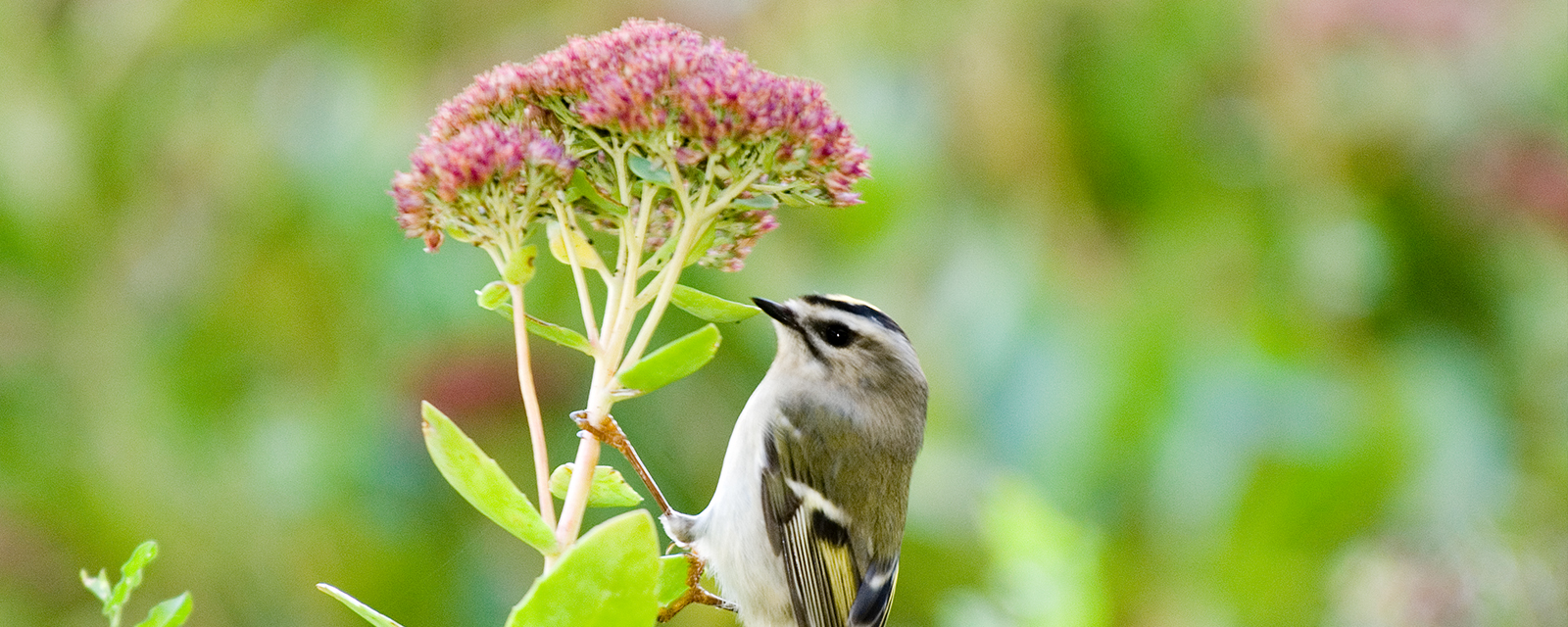 Wild bird harvesting nectar from a flower