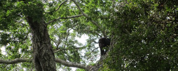 Wild chimpanzee peeking out from behind a tree