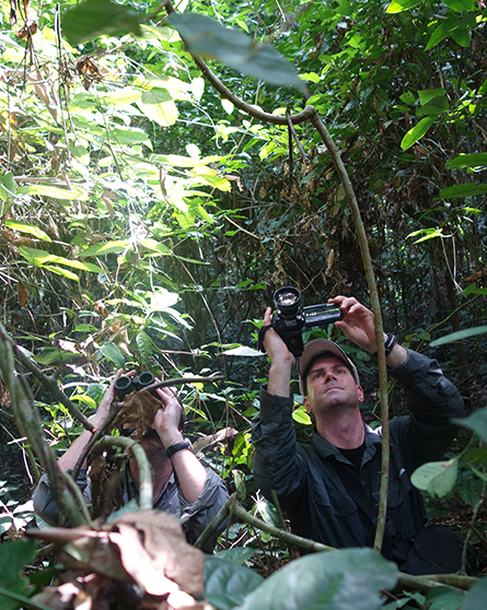 Zoo scientists observing wild chimpanzees