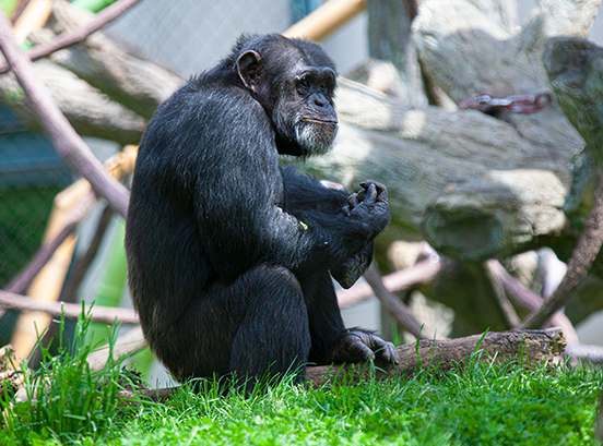 Chimpanzee eating greens in exhibit