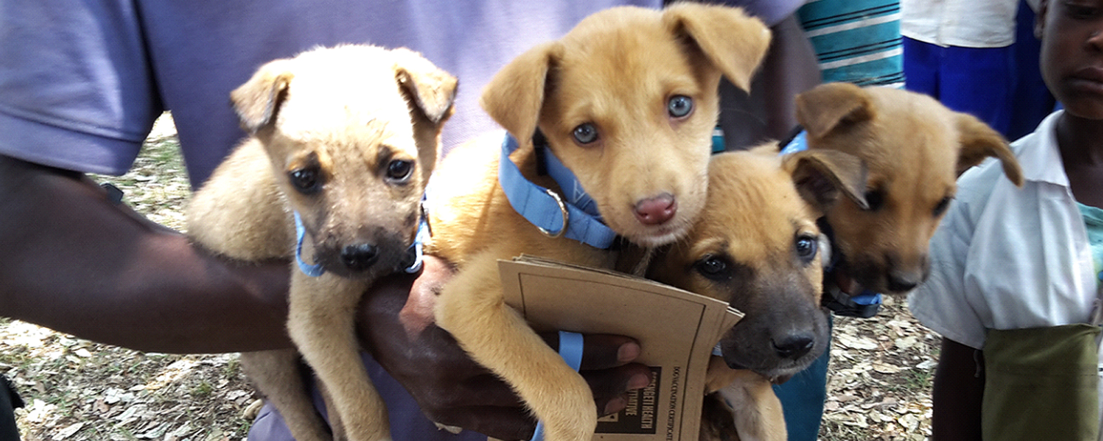 Vaccinated dogs
