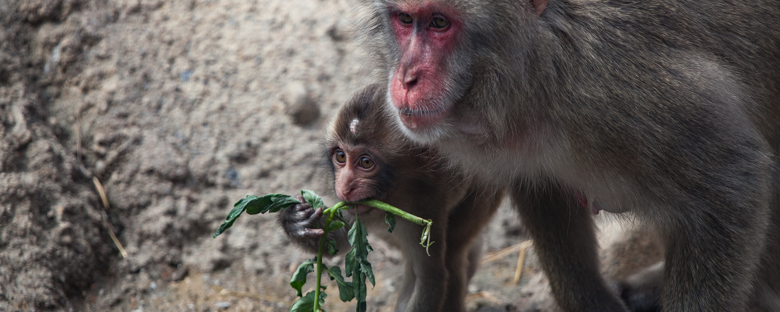 Two Japanese macaques in exhibit