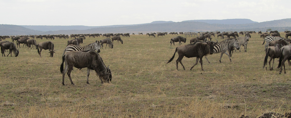 Bison, zebras, and other wildlife graze on the African savanna