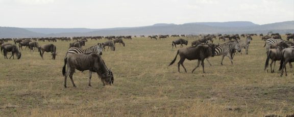 Bison, zebras, and other wildlife graze on the African savanna