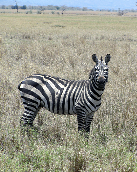 A zebra grazes on the African savanna