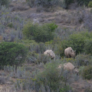 Wild rhinos traversing the African savanna