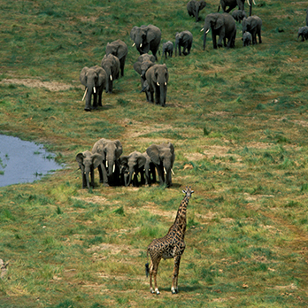 A giraffe and a dozen elephants traversing the African savanna