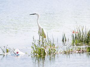 Wild European white stork standing in shallows with plastic littering the ground