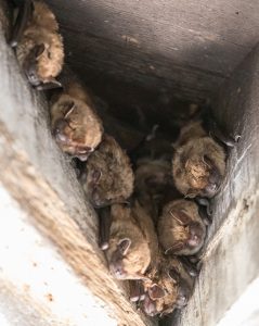 Wild bats hanging from a wooden ceiling