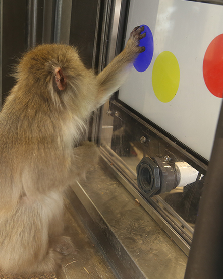 Japanese macaque using a touchscreen computer in exhibit