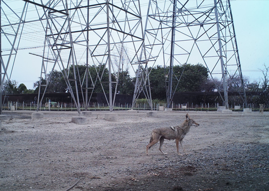 Wild coyote standing beneath an electric tower