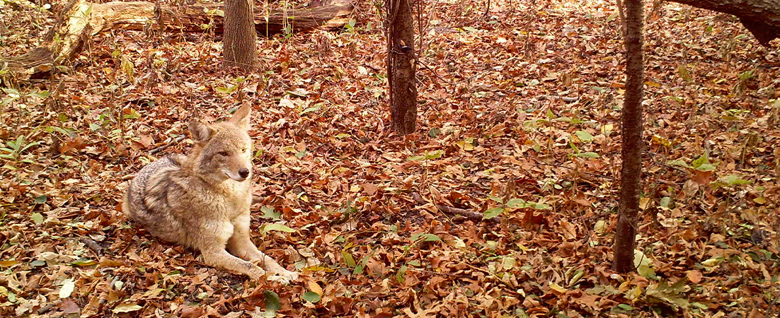 A red wolf lies on fallen leaves in exhibit