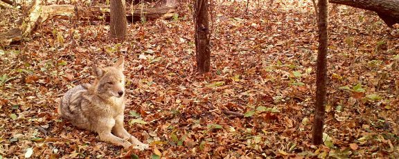 A red wolf lies on fallen leaves in exhibit
