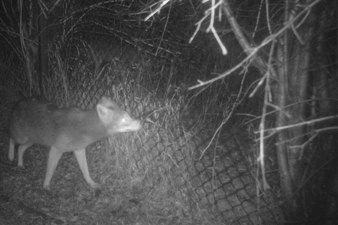 An image from a motion-activated field camera of a coyote sniffing a fence