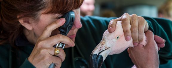 Animal Care staff examining a Chilean flamingo