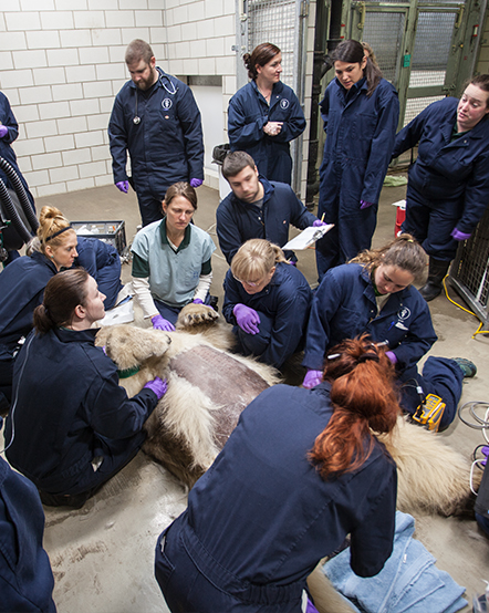 A dozen Animal Care staff members examining a polar bear