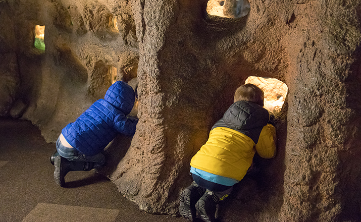 Camp children watch naked mole rats scurrying through their underground tunnel network