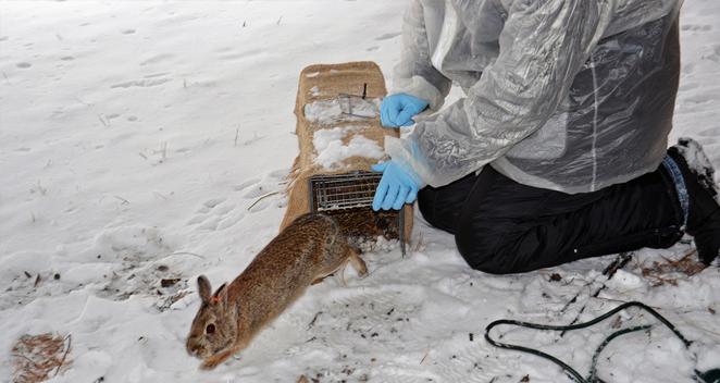 What Do Rabbits Do In Winter Lincoln Park Zoo