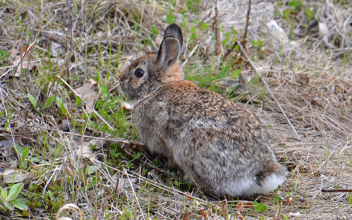 What Do Rabbits Do In Winter Lincoln Park Zoo