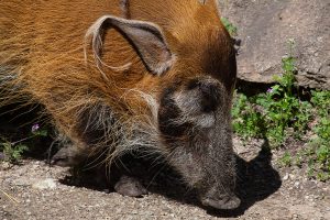 A red river hog in exhibit
