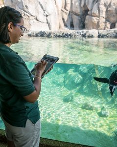 Animal Care staff observing a swimming penguin in exhibit