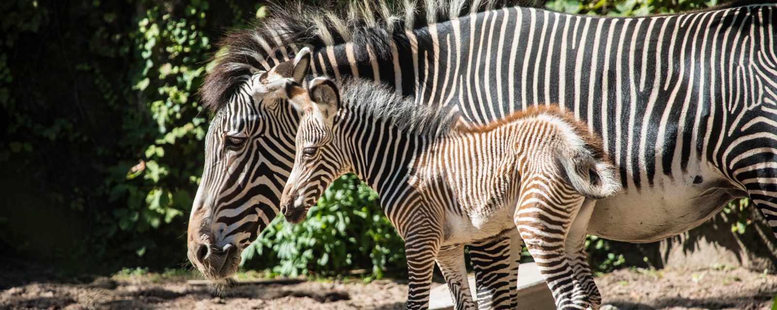 Endangered Grevy’s Zebra Born at Lincoln Park Zoo
