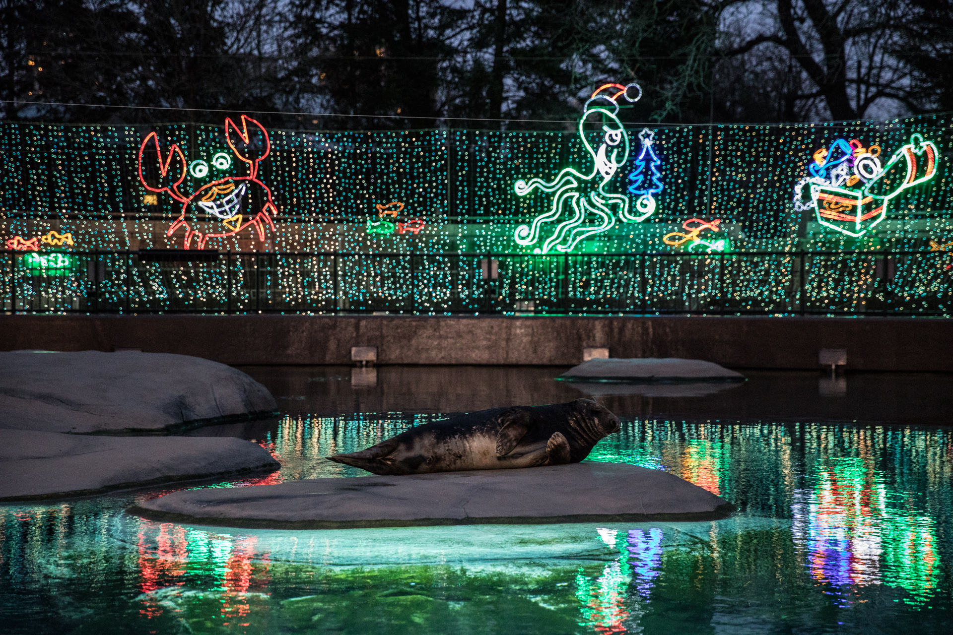 Tickets On Sale Holiday ZooLights at Park Zoo - Lincoln Park Zoo