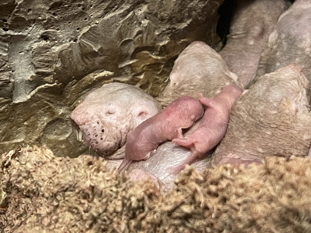 Naked Mole Rat - Lincoln Park Zoo Naked Mole Rat - Lincoln Park Zoo
