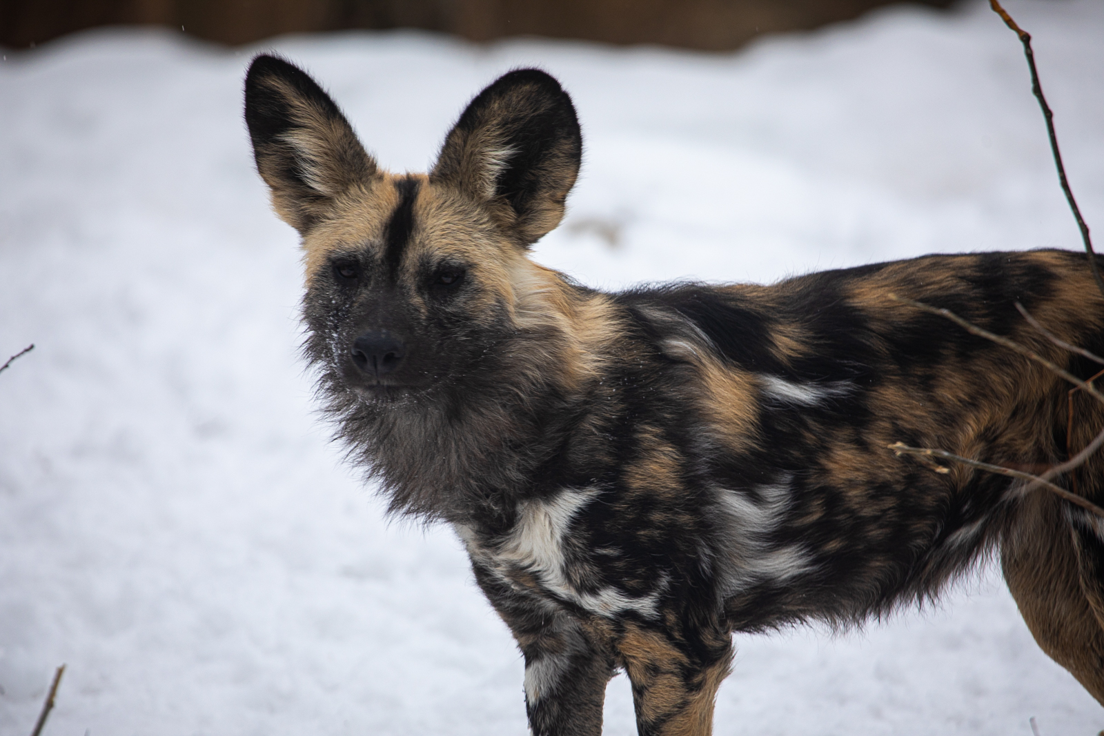 Can You Take Dogs To Lincoln Park Zoo