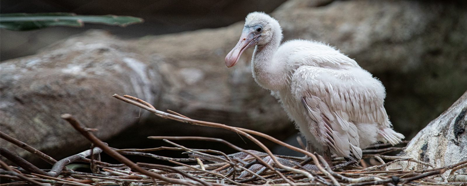 Lincoln Park Zoo Announces Naming Contest for Recently Hatched African Spoonbill Chick