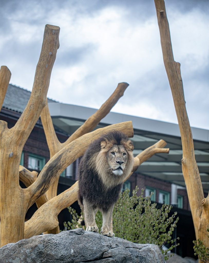 African Lion - Lincoln Park Zoo