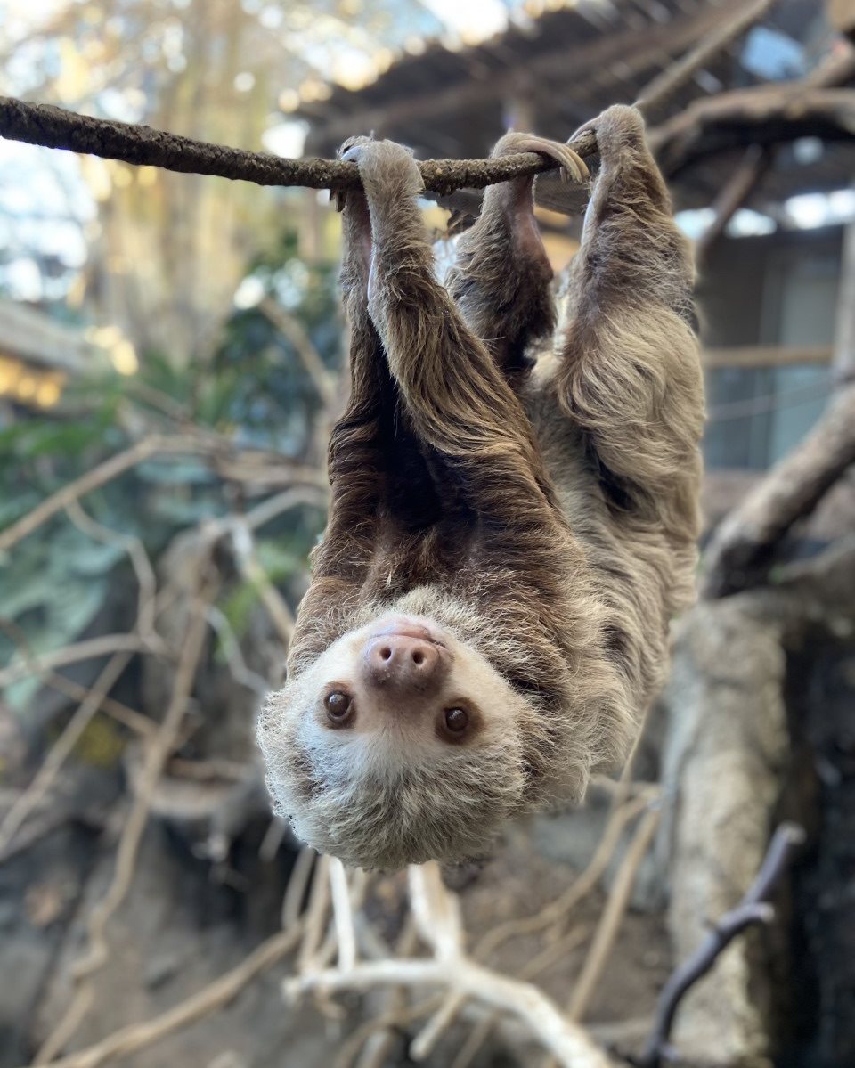 On the Move - Lincoln Park Zoo On the Move - Lincoln Park Zoo